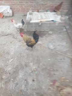 Pure desi roosters and hens