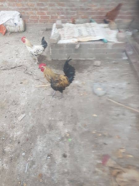 Pure desi roosters hens and desi eggs 1