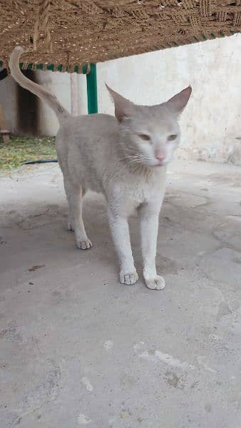 Persian cat. . 2