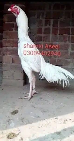 top quality white Heera Aseel chiks 2