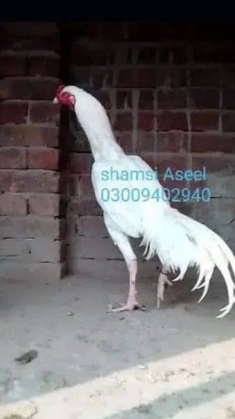 top quality white Heera Aseel chiks 4