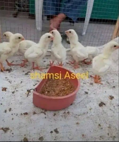 top quality white Heera Aseel chiks 1