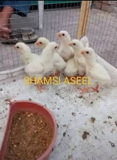 top quality white Heera Aseel chiks