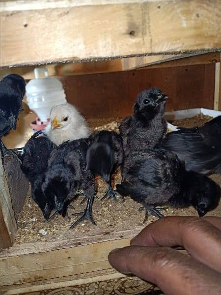 pure Ayam cemani breed 0