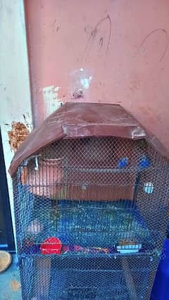 Birds an hen cage