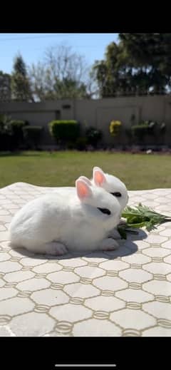 Rabbit/Hotot Dwarf in white and dutch colour/Rabbit for sale