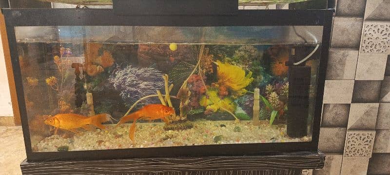 Fish aquarium 1