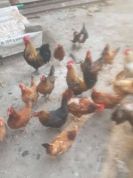 Pure desi roosters hens and desi eggs 2