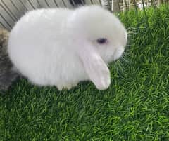 Rabbit/Holland