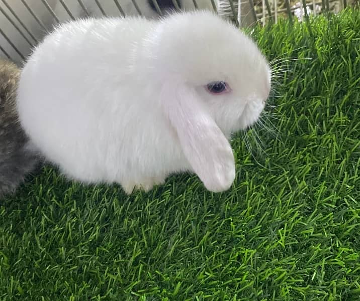 Rabbit/Holland Lop/Rabbit for sale 0