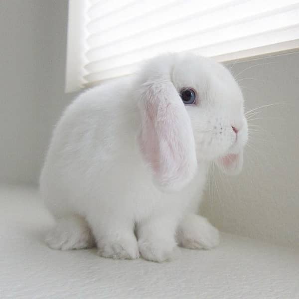 Rabbit/Holland Lop/Rabbit for sale 2