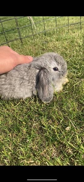 Rabbit/Holland Lop/Rabbit for sale 3