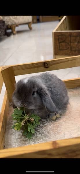 Rabbit/Holland Lop/Rabbit for sale 5