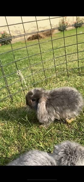 Rabbit/Holland Lop/Rabbit for sale 6