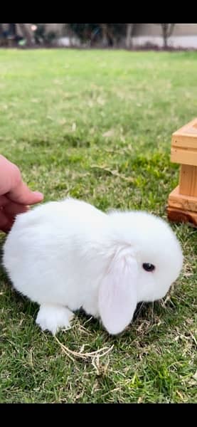 Rabbit/Holland Lop/Rabbit for sale 9