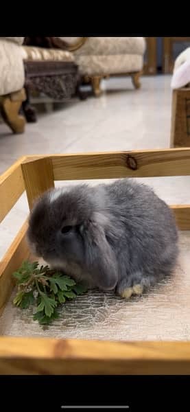 Rabbit/Holland Lop/Rabbit for sale 10