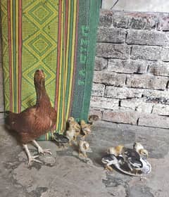 Pure Aseel Chiks for sell total 11 he location Lahore