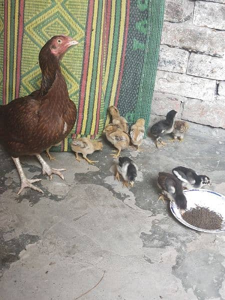 Pure Aseel Chiks for sell total 11 he location Lahore 3