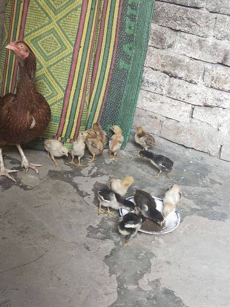 Pure Aseel Chiks for sell total 11 he location Lahore 4