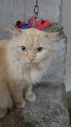 Persian Cat Beautiful Eyes and Beautiful Colours Final Price