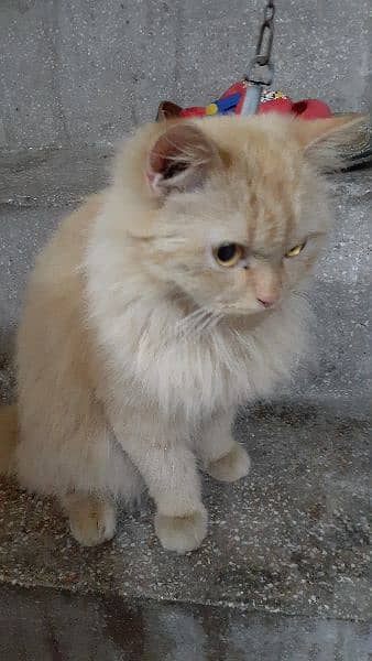 Persian Cat Beautiful Eyes and Beautiful Colours Final Price 1