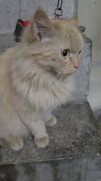 Persian Cat Beautiful Eyes and Beautiful Colours Final Price 2