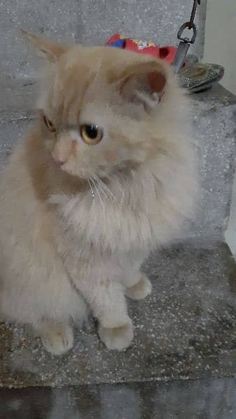 Persian Cat Beautiful Eyes and Beautiful Colours Final Price 3