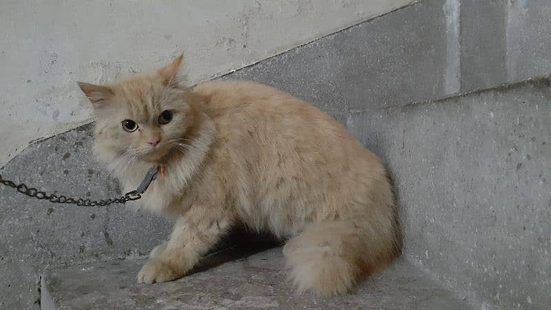 Persian Golden - Cat And Golden - Eye Final Price 10