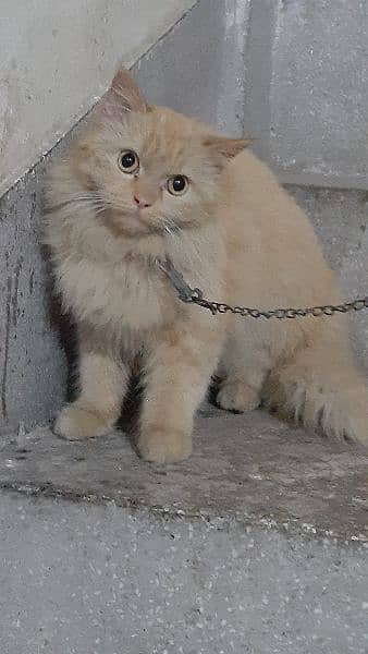 Persian Cat Beautiful Eyes and Beautiful Colours Final Price 16
