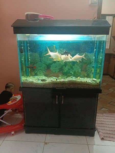 FISH AQUARIUM FOR SALE WITH FISHES 0