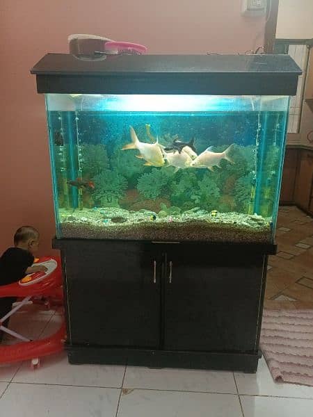 FISH AQUARIUM FOR SALE WITH FISHES 4