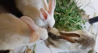 Rabbit  bunnies khargosh 0