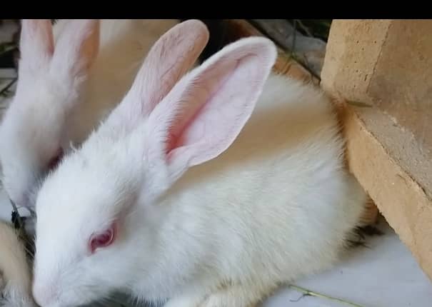 Rabbit  bunnies khargosh 1