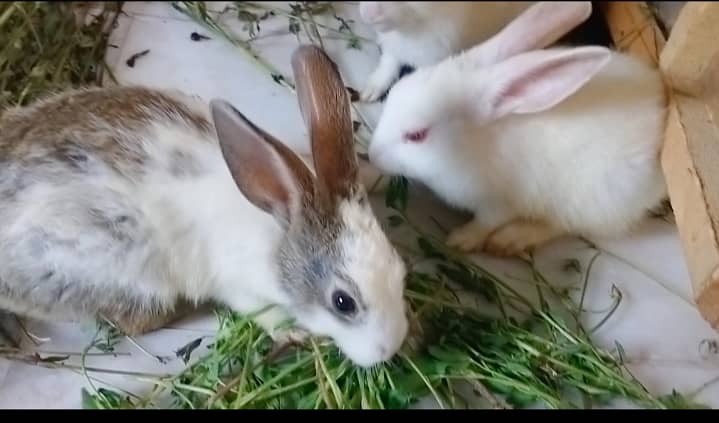 Rabbit  bunnies khargosh 2
