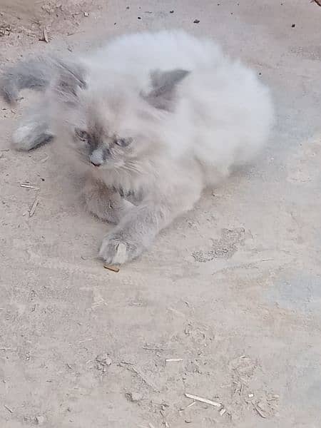 healthy and active cat for sale interest people contact 1