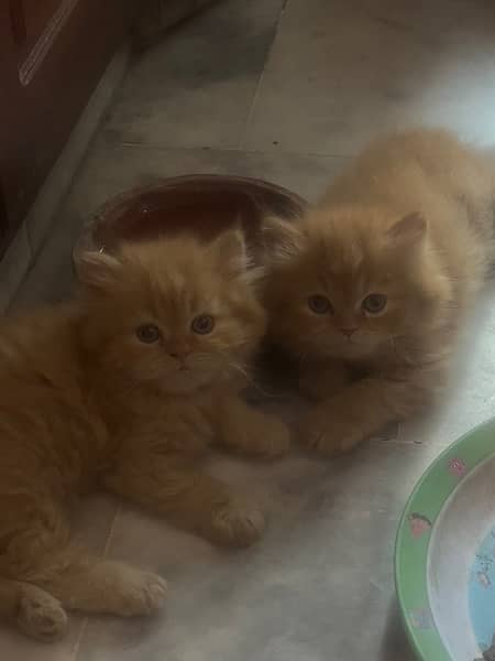 Tripple coated persian kittens for sale 2