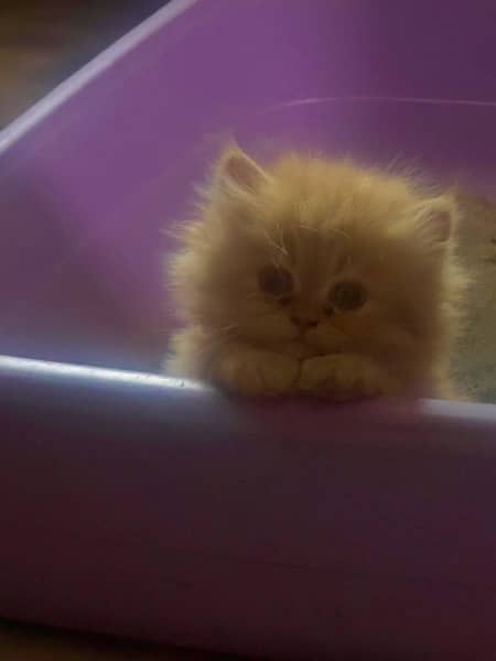 Tripple coated persian kittens for sale 1