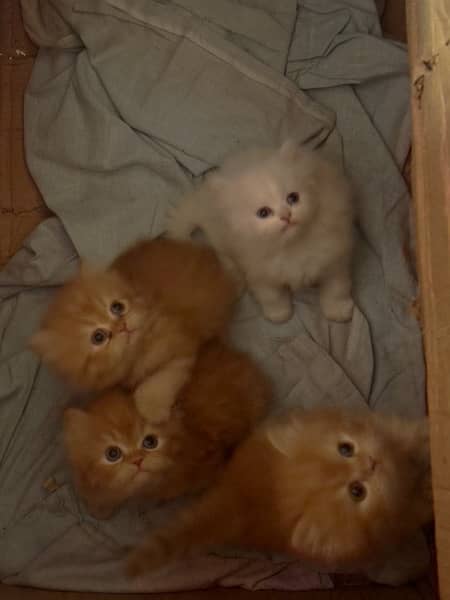 Tripple coated persian kittens for sale 0