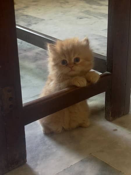 Tripple coated persian kittens for sale 3