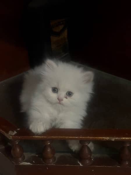 Tripple coated persian kittens for sale 4