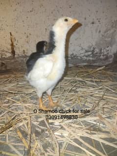O Shamoo best quality chick for sale