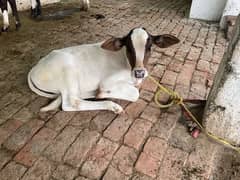 cow for sale ( wachi k sath ) 0