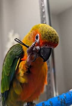 high quality sunconure available red factor sun conure