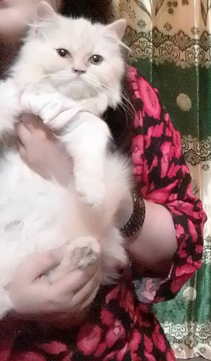Persian Male Kitten 3