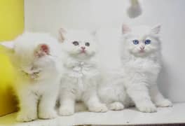 Triple coated persian kittens / Punch face cats / Blue eyes kitten