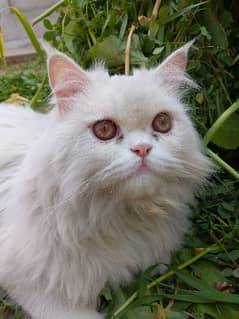 male Persian cat 12 month old 0