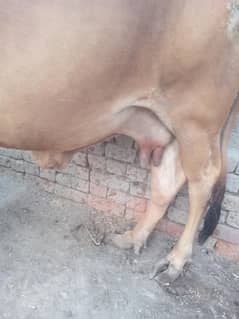Cow Female Sahiwal Crossing 3 Soha