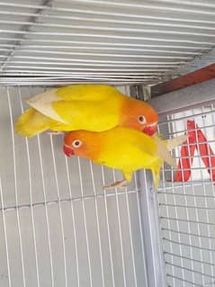 yelow love bard male and female pair
