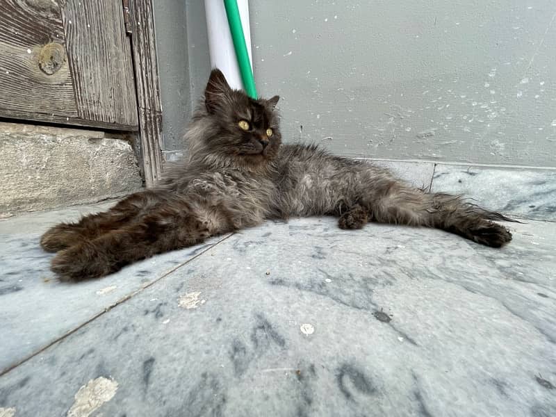 Persian cat 9