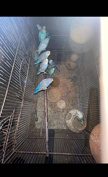 australian parrots per piece 699 2
